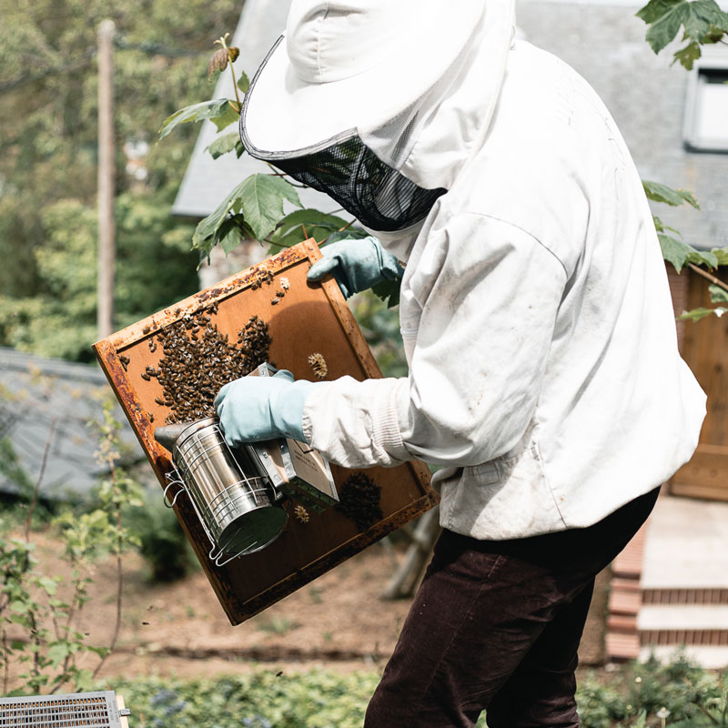Un apiculteur qui s'occupe des rûches du groupe Le Cèdre Hospitality